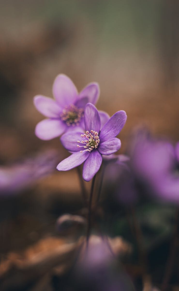 Last Clear Chance & Foreseeability